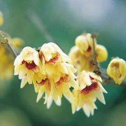 Fragrant Winter Shrub Collection -plant 14