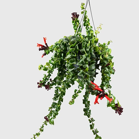 Aeschynanthus Rasta 1 Aeschynanthus Rasta