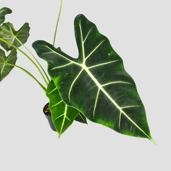 Alocasia Frydek -plant 20220224 140848 PhotoRoom