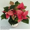 Princettia® 'Pink' - Gift