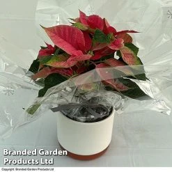 Princettia® 'Pink' - Gift -plant 3141