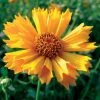 Jethro Tull Coreopsis