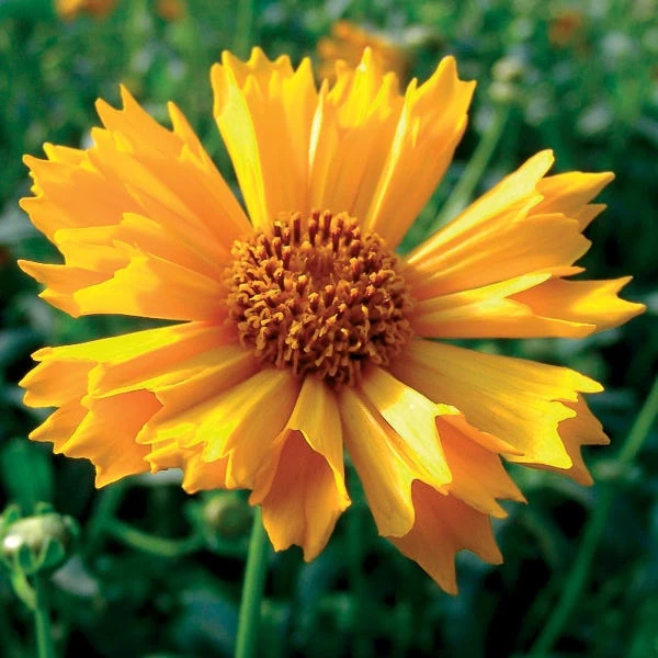 Jethro Tull Coreopsis 1 Jethro Tull Coreopsis