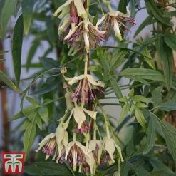 Clematis All Season Climbing Collection 10 Clematis All Season Climbing Collection -plant 38