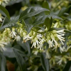 Fragrant Winter Shrub Collection -plant 43