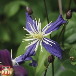 Clematis All Season Climbing Collection 11 Clematis All Season Climbing Collection -plant 48