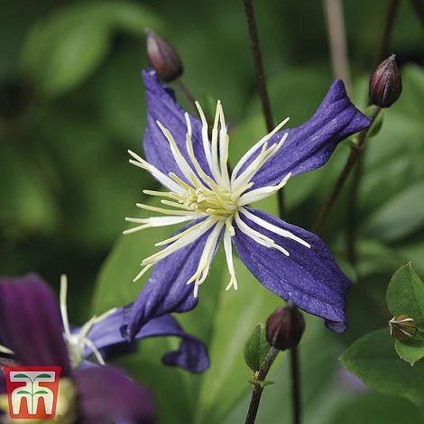 Clematis All Season Climbing Collection 6 Clematis All Season Climbing Collection - Image 6
