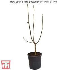 Magnolia X Loebneri 'Wildcat' 7 Magnolia X Loebneri 'Wildcat' -plant 5litre potted plant