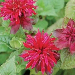 plant -plant 70994 monarda fireball