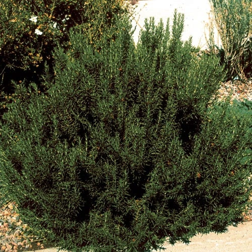 Arp Rosemary 1 Arp Rosemary