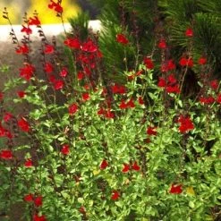 Maraschino Salvia 5 Maraschino Salvia -plant 84740 salvia maraschino 1 1