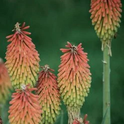 Fire Dance Red Hot Poker -plant 96488 kniphofia hirsuta fire dance