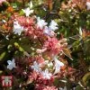 Abelia X Grandiflora