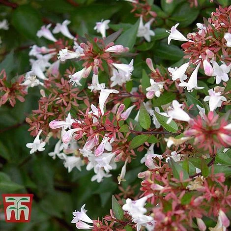 Abelia X Grandiflora 2 Abelia X Grandiflora - Image 2