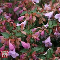 Abelia 'Pink Pong' -plant ABEL T71324 C