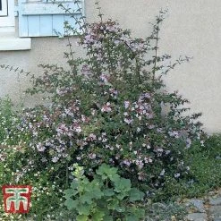 Abelia 'Pink Pong' -plant ABEL T71324 D