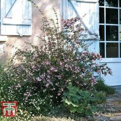 Abelia 'Pink Pong' -plant ABEL T71324 E