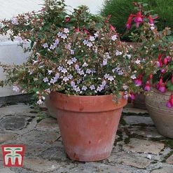 Abelia 'Pink Pong' -plant ABEL T71324 F