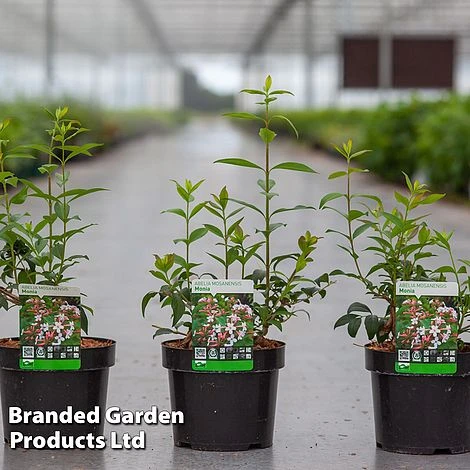 Abelia Mosanensis 'Monia' 1 Abelia Mosanensis 'Monia'