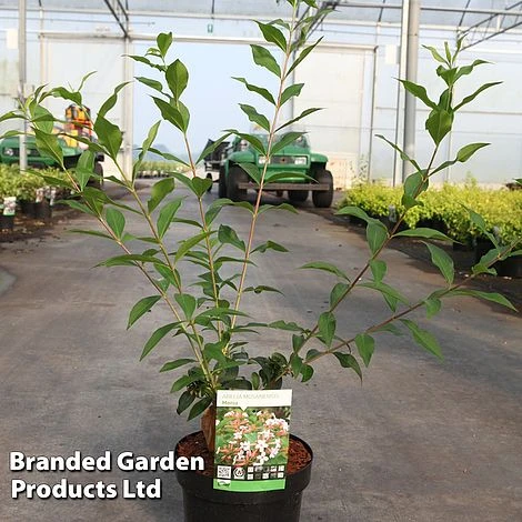 Abelia Mosanensis 'Monia' 3 Abelia Mosanensis 'Monia' - Image 3