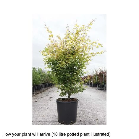 Acer Palmatum 'Katsura' 2 Acer Palmatum 'Katsura' - Image 2