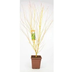 Acer Palmatum 'Bi Hoo' 5 Acer Palmatum 'Bi Hoo' -plant ACER T72070 A1