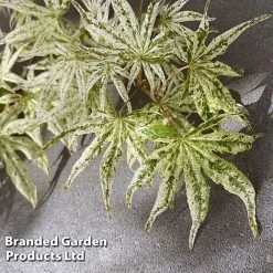 Acer Palmatum 'Ukigumo' -plant ACER UKIGUMO S41463