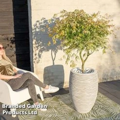 Acer Palmatum 'Ukigumo' -plant ACER UKIGUMO S43284