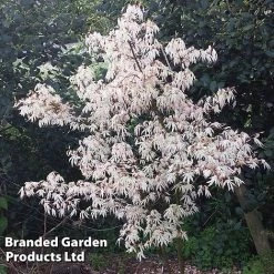 Acer Palmatum 'Ukigumo' -plant ACER UKIGUMO S43285