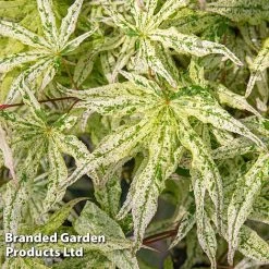 Acer Palmatum 'Ukigumo' -plant ACER UKIGUMO S43286