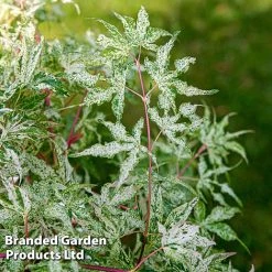 Acer Palmatum 'Ukigumo' -plant ACER UKIGUMO S43287