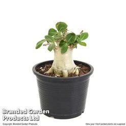 Adenium 'Ansu Baobab' -plant ADEN BAOBA15CM T49835