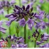 Agapanthus 'Poppin' Purple'