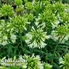 Agapanthus 'Emerald Ice'