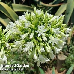 Agapanthus 'Emerald Ice' -plant AGAP EMERALDIC H44650