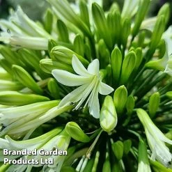 Agapanthus 'Emerald Ice' -plant AGAP EMERALDIC S44603