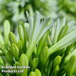 Agapanthus 'Emerald Ice' -plant AGAP EMERALDIC S44604