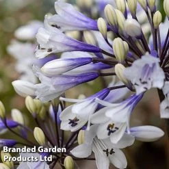 Agapanthus Everpanthus Collection -plant AGAP EVERSPARK S445441