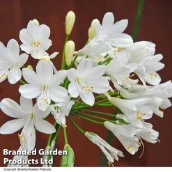 Agapanthus Everpanthus Collection -plant AGAP EVERWHITE T43322