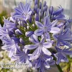Agapanthus 'Full Moon' -plant AGAP FULLMOON S19456