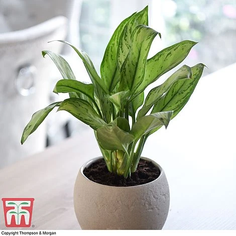 Aglaonema 'Christina' 1 Aglaonema 'Christina'