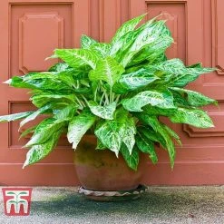 Aglaonema 'Christina' 8 Aglaonema 'Christina' -plant AGLA TKA2836 C