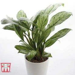 Aglaonema 'Christina' 9 Aglaonema 'Christina' -plant AGLA TKA2836 D
