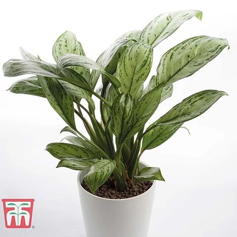 Aglaonema 'Christina' 4 Aglaonema 'Christina' - Image 4