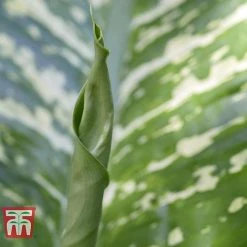 Aglaonema 'Christina' 10 Aglaonema 'Christina' -plant AGLA TKA2836 E