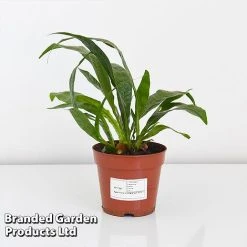 Aglaomorpha Coronans 9 Aglaomorpha Coronans -plant AGLA CORON12CM T43904