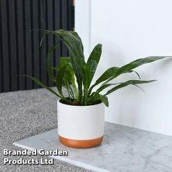 Aglaomorpha Coronans