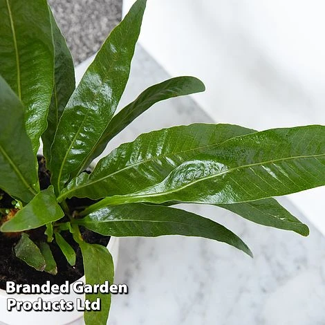 Aglaomorpha Coronans 2 Aglaomorpha Coronans - Image 2