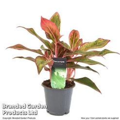 Aglaonema 'Crete' 9 Aglaonema 'Crete' -plant AGLA CRETE12CM T50173