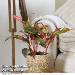 Aglaonema 'Crete' 7 Aglaonema 'Crete' -plant AGLA CRETE T50175